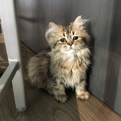 モフモフBarnabyちゃん