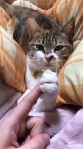 腕相撲ネコ