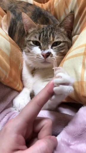 腕相撲ネコ