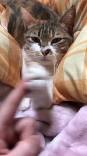 腕相撲ネコ