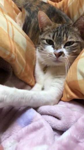 腕相撲ネコ