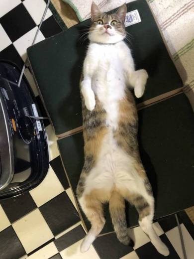 腕相撲ネコ