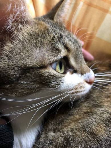 腕相撲ネコ