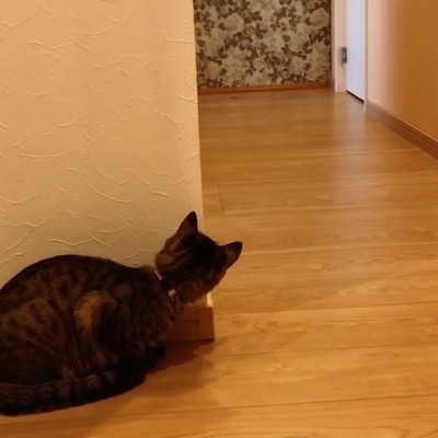 待ち伏せ猫さん