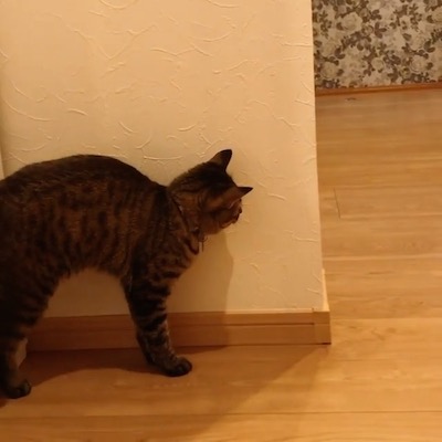 待ち伏せ猫さん