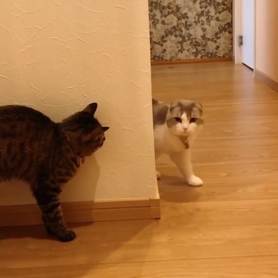 待ち伏せ猫さん