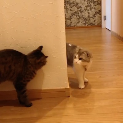 待ち伏せ猫さん