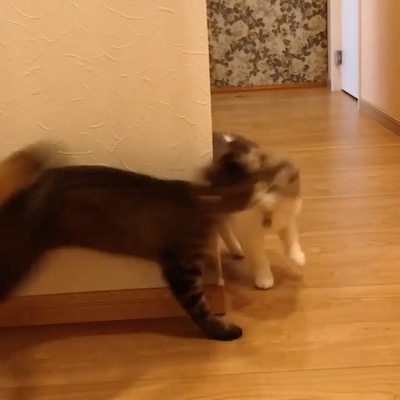 待ち伏せ猫さん