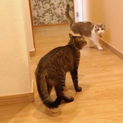 待ち伏せ猫さん