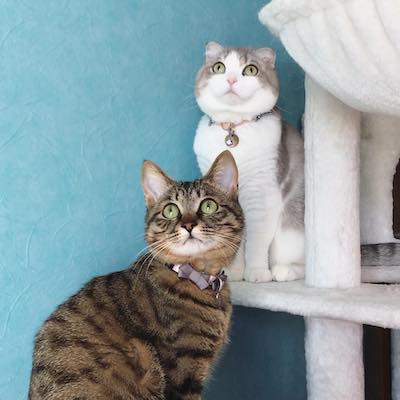 待ち伏せ猫さん