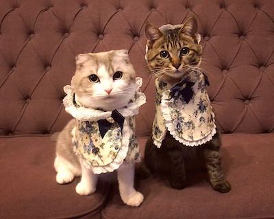 待ち伏せ猫さん