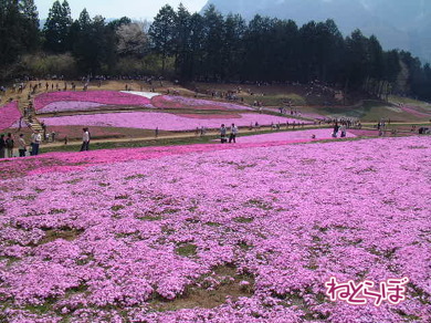 西武鉄道 新型特急 Laview ラビュー 2019年春ダイヤ改正