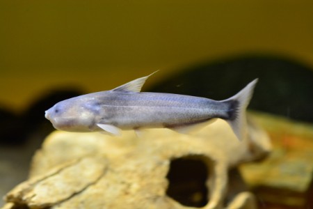 しな水の危険ないきもの大集合