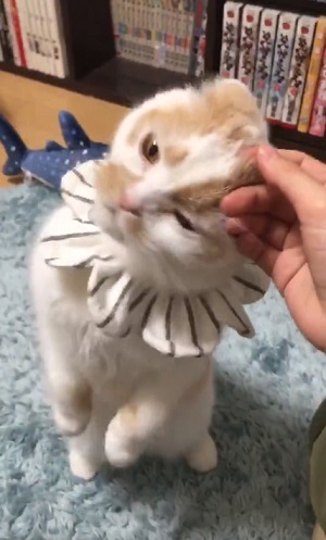 立ち上がるホイちゃん