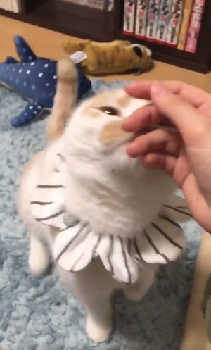 ホイちゃん立ち上がる前