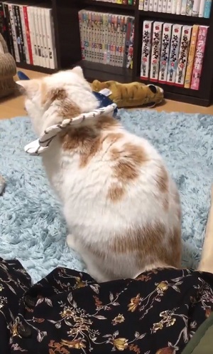 なで待ちの背中