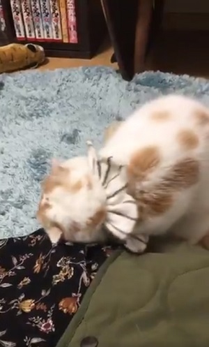 スリスリするホイちゃん