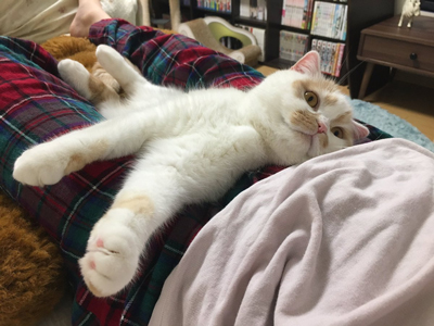 リラックスホイちゃん