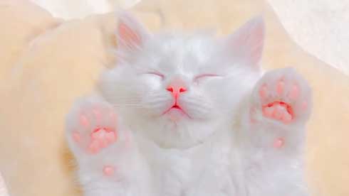 新しい飼い主は 漫画 捨て猫 新しい上司はど天然 いちかわ暖