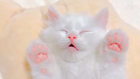 新しい飼い主は 漫画 捨て猫 新しい上司はど天然 いちかわ暖