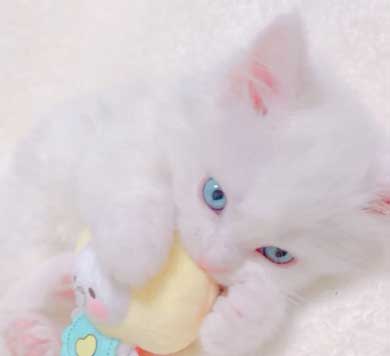 新しい飼い主は 漫画 捨て猫 新しい上司はど天然 いちかわ暖