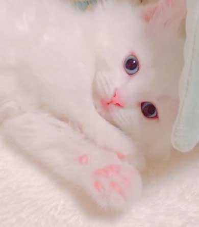 新しい飼い主は 漫画 捨て猫 新しい上司はど天然 いちかわ暖