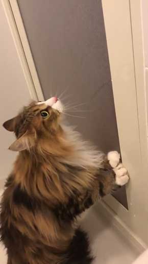 お風呂 かわいい 声 そぼろ 猫 苦手 出たい メインクーン ペルシャ