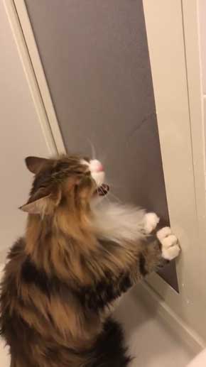 お風呂 かわいい 声 そぼろ 猫 苦手 出たい メインクーン ペルシャ