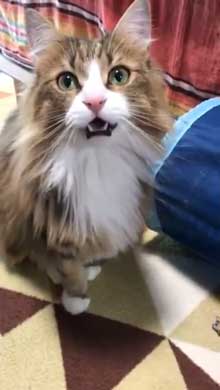 お風呂 かわいい 声 そぼろ 猫 苦手 出たい メインクーン ペルシャ