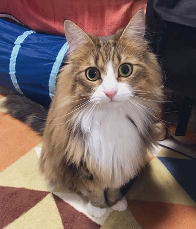 お風呂 かわいい 声 そぼろ 猫 苦手 出たい メインクーン ペルシャ