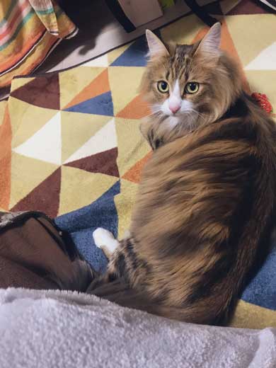 お風呂 かわいい 声 そぼろ 猫 苦手 出たい メインクーン ペルシャ