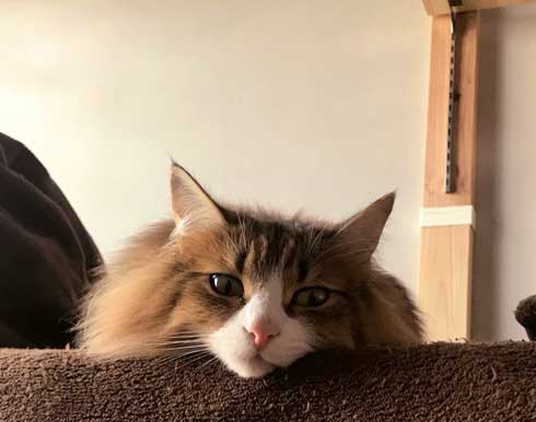 お風呂 かわいい 声 そぼろ 猫 苦手 出たい メインクーン ペルシャ