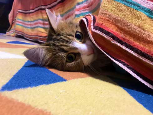 お風呂 かわいい 声 そぼろ 猫 苦手 出たい メインクーン ペルシャ