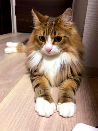 お風呂 かわいい 声 そぼろ 猫 苦手 出たい メインクーン ペルシャ