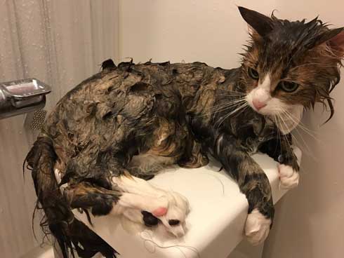 お風呂 かわいい 声 そぼろ 猫 苦手 出たい メインクーン ペルシャ