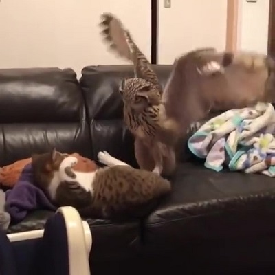 ニャンコにイタズラするフクロウさん