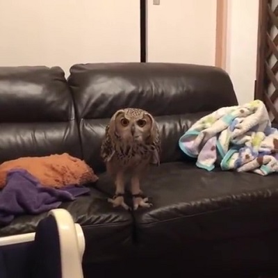 ニャンコにイタズラするフクロウさん