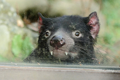 テイマーさん正面顔