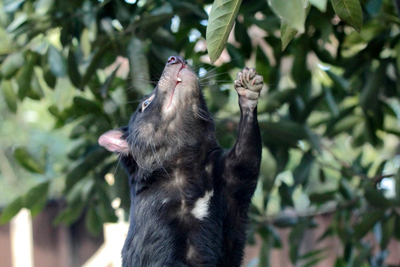 つかむテイマーさん