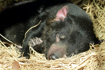 眠るテイマーさん