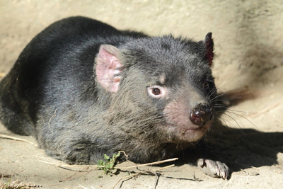 眠るダーウェントさん