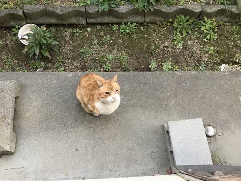 Twitter 迷子猫 みつかる 飼い主のもとへ れん君 家族 再会