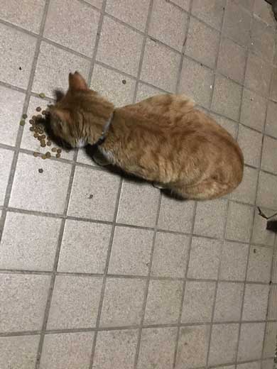 Twitter 迷子猫 みつかる 飼い主のもとへ れん君 家族 再会