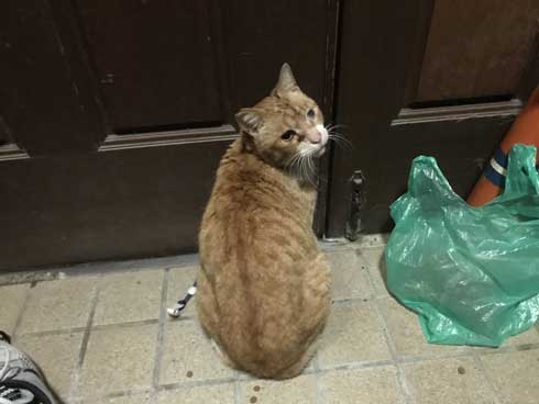 Twitter 迷子猫 みつかる 飼い主のもとへ れん君 家族 再会