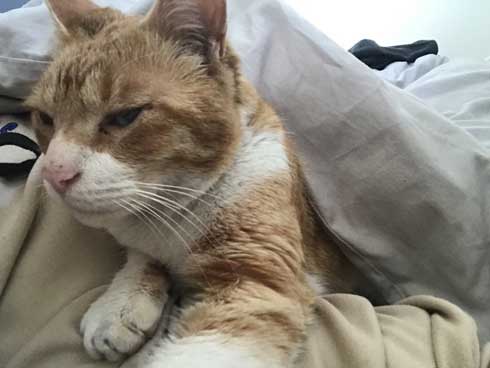 Twitter 迷子猫 みつかる 飼い主のもとへ れん君 家族 再会