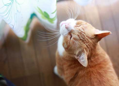 Twitter 迷子猫 みつかる 飼い主のもとへ れん君 家族 再会