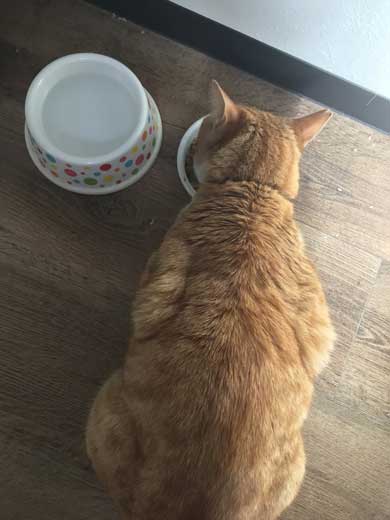 Twitter 迷子猫 みつかる 飼い主のもとへ れん君 家族 再会