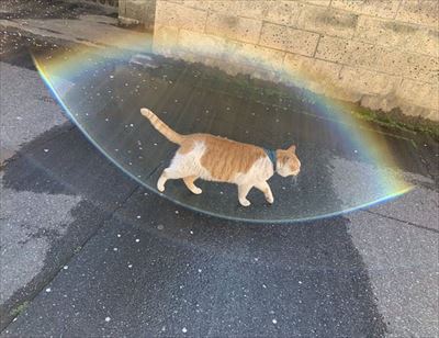 バリア展開する猫さん