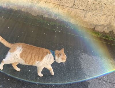 バリア展開する猫さん