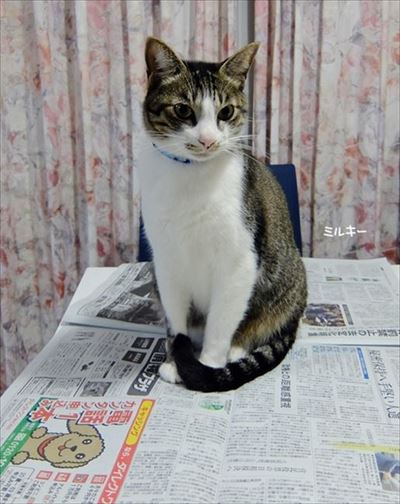 柴犬ひかりといちごと猫ミルキー